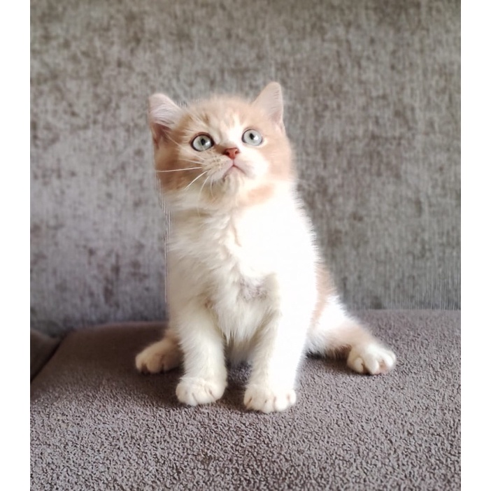 kitten Scottish straight
