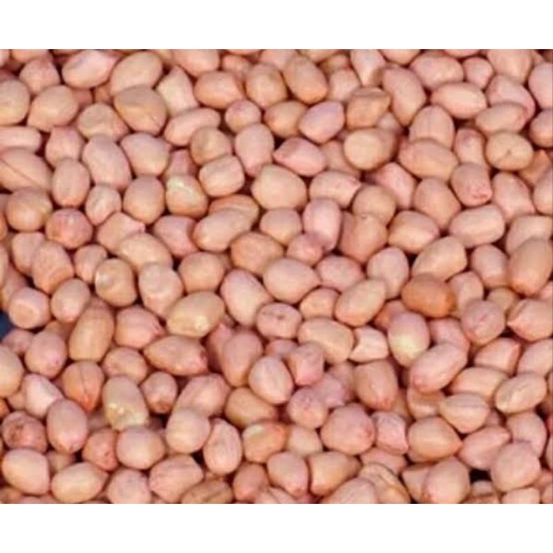 

kacang tanah