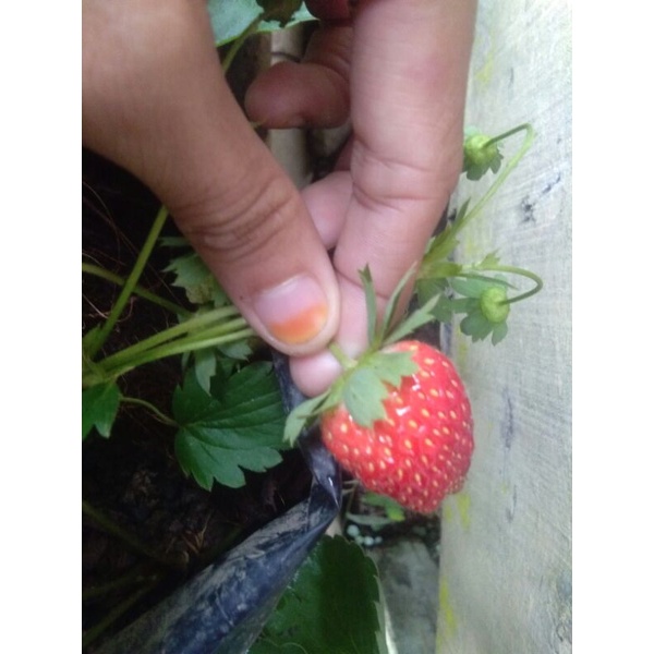 Bibit Stroberi