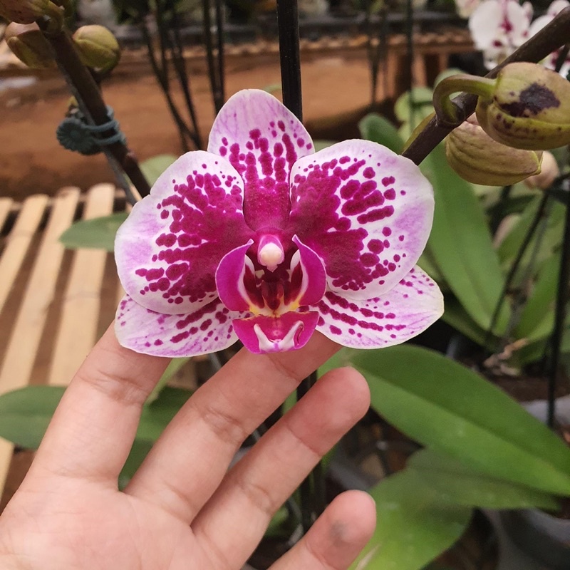 Anggrek Bulan Knop Mekar