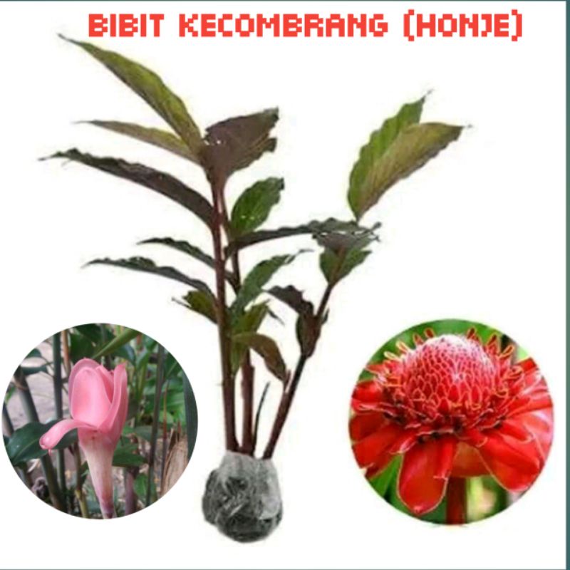 BIBIT HONJE | KECOMBRANG | SAYUR SIAP TANAM