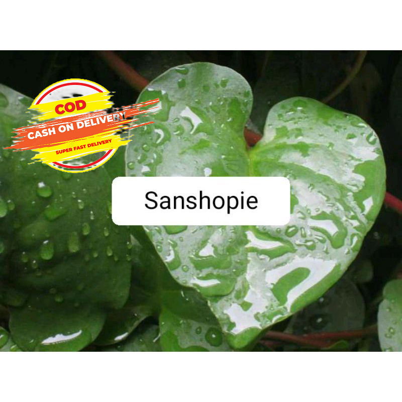 

Daun binahong hijau segar paket 250 gram