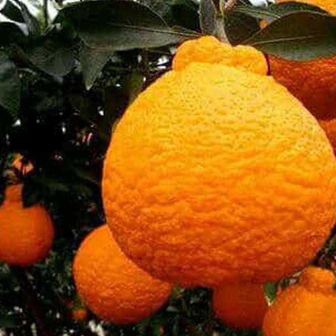 Bibit Jeruk Buah Dekopon Jepang *_@ Gprs