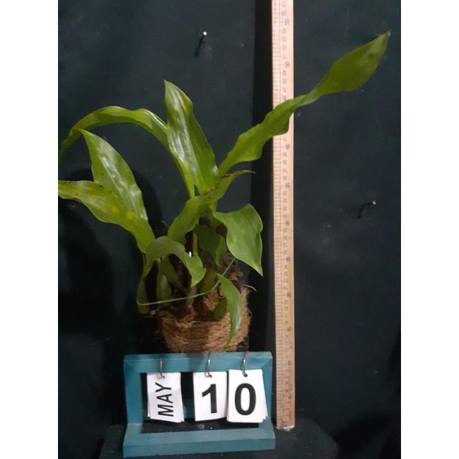 ⅍ Coelogyne rochussenii ✤