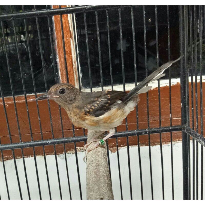 Burung murai batu ternakan trotol betina