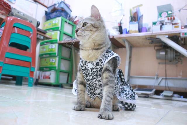 Dress batik hitam variasi kotak-kotak lucu untuk kucing dan anjing size S M L XL