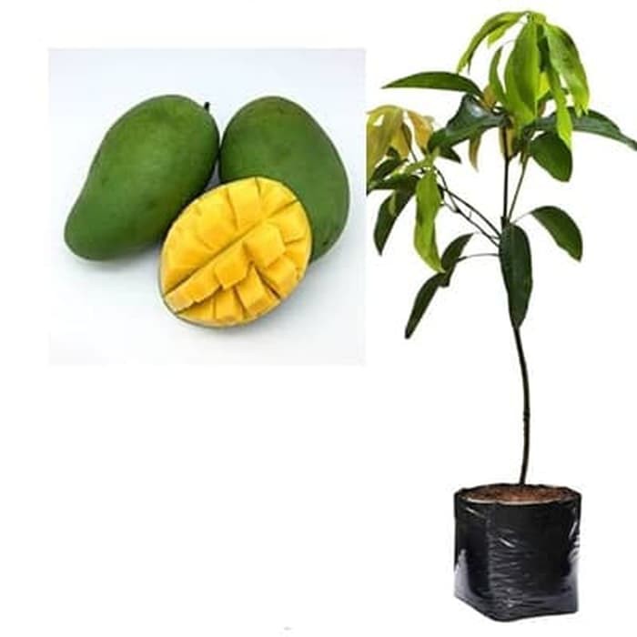 Bibit Mangga Indramayu Pohon Mangga Bibit Buah Mangga Indramayu
