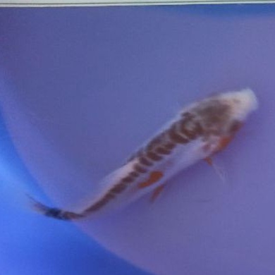 ikan koi Shushui anakan dari indukan Import atau F1