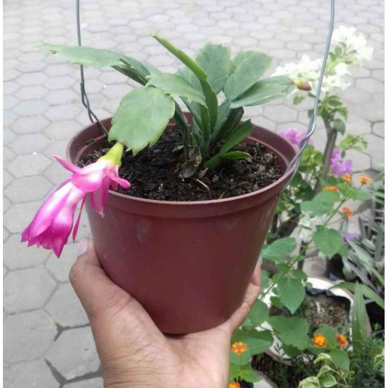 Tanaman hias Wijaya kusuma kepiting / wijaya kusuma mini bunga ungu