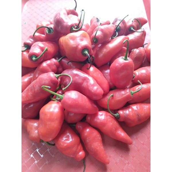 

cabe gendot cabe gembor merah 500gr