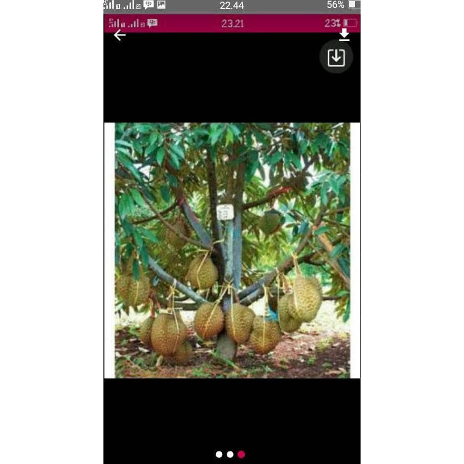 UNGGUL BIBIT DURIAN MONTONG SUPER A1