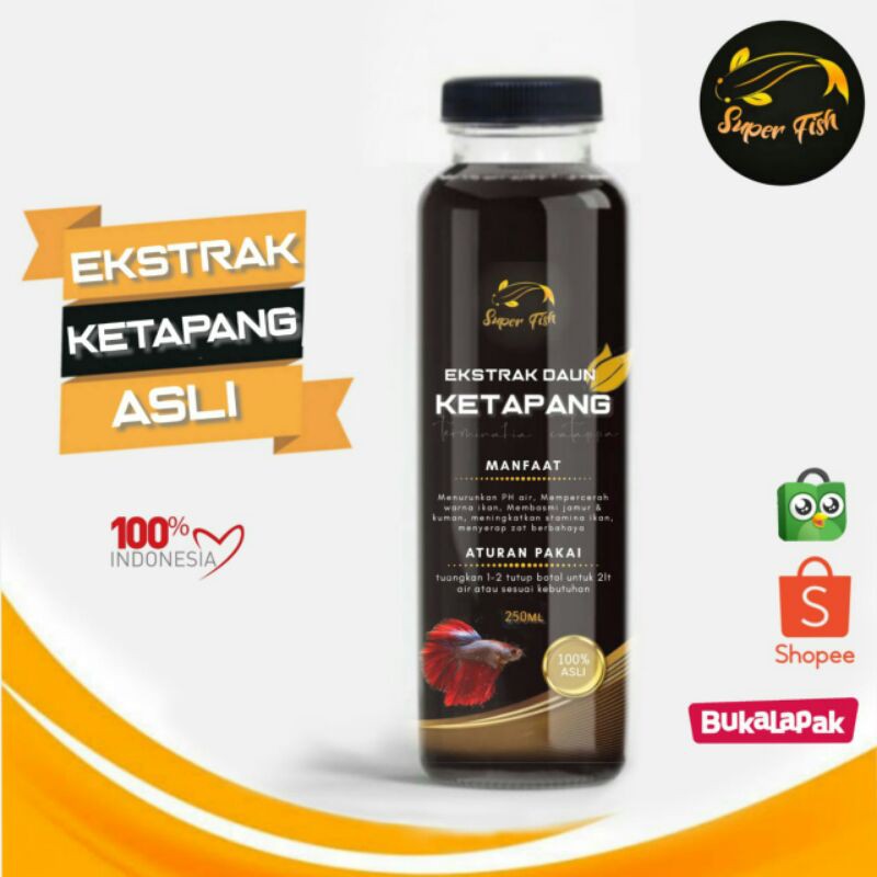 

ekstrak daun ketapang