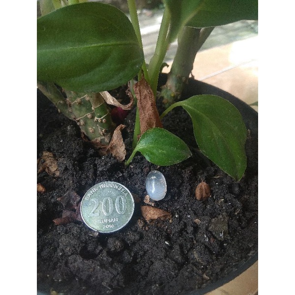 Batu kalimaya jarong GURILENG asli Banten