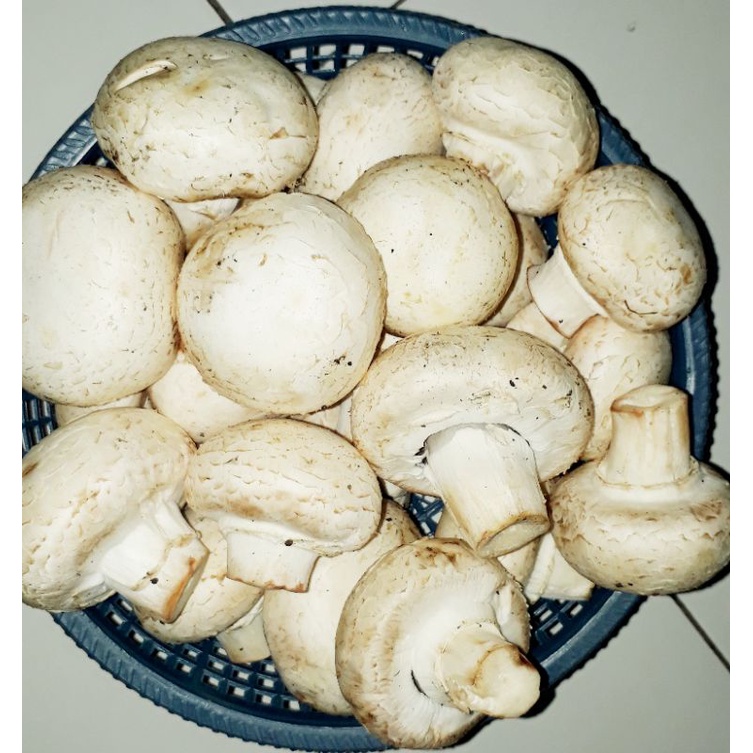 Jamur Champignon Fresh
