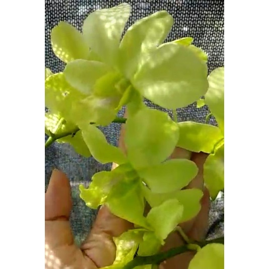 dendrobium Arindang Green /hijau