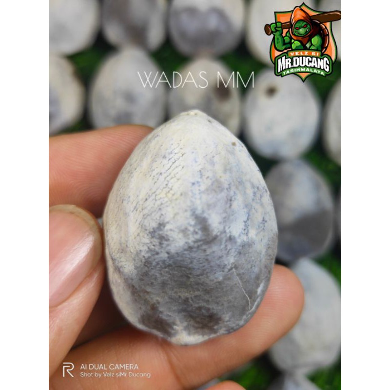 MUNCANG ADU JAWA WADAS MM (ANK WADAS)