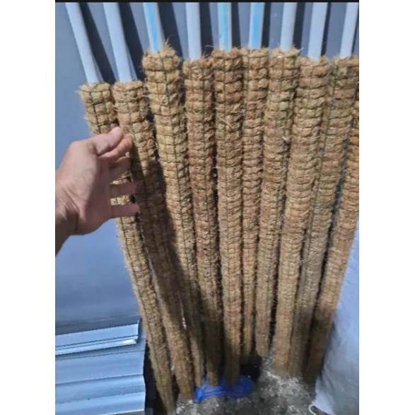 paket 5 turus penyangga tanaman hias bunga Monstera janda bolong 1 meter