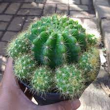 Tanaman Kaktus Mini - Mini Cactus BERGARANSI