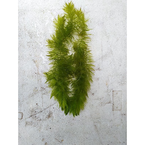 Ganggang air tawar / tanaman air hidrilla