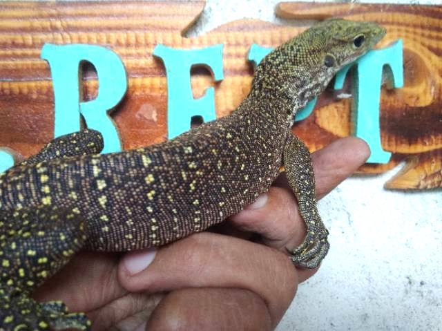 Vrn Nebu Shopee Indonesia