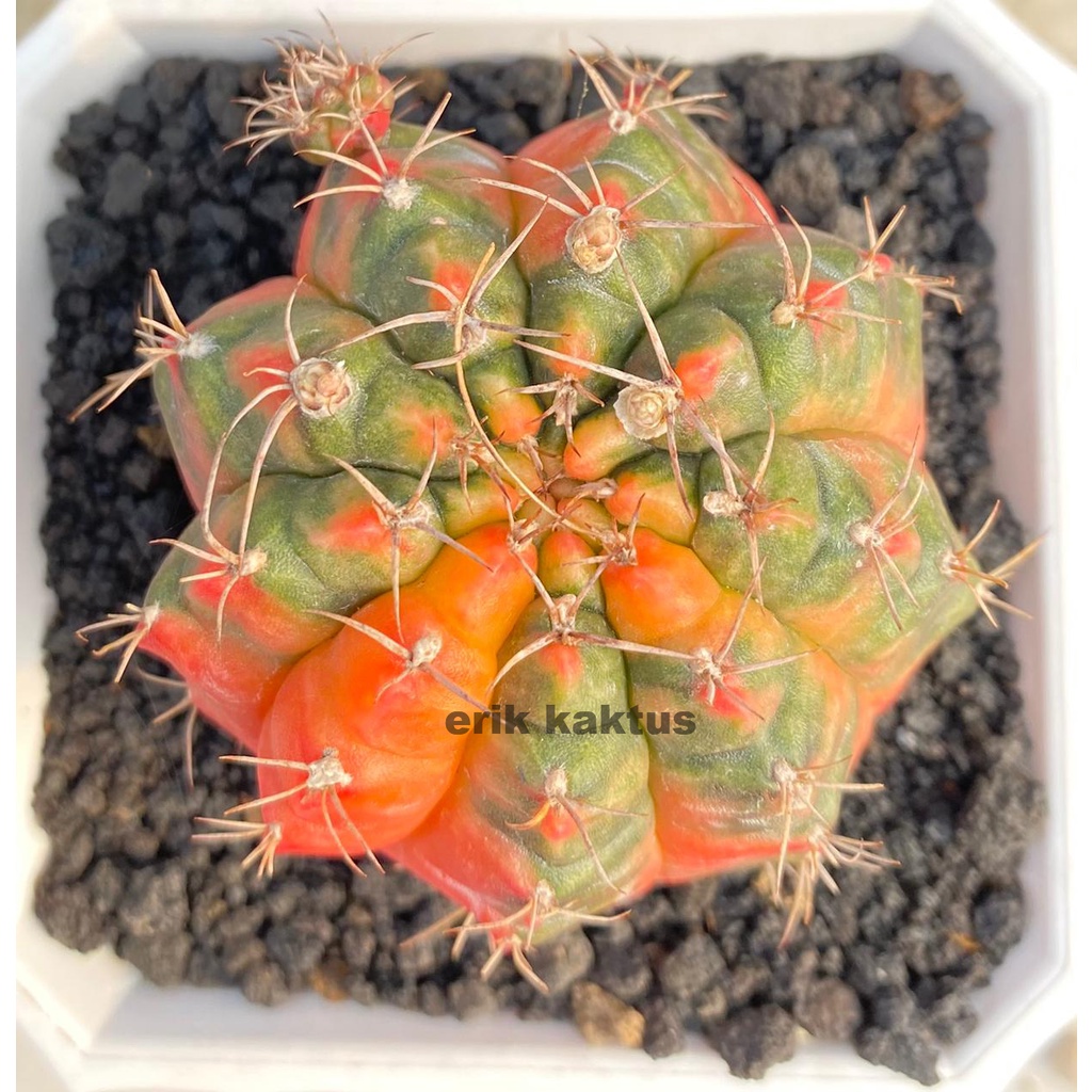 Taiwan Clone Cactus
