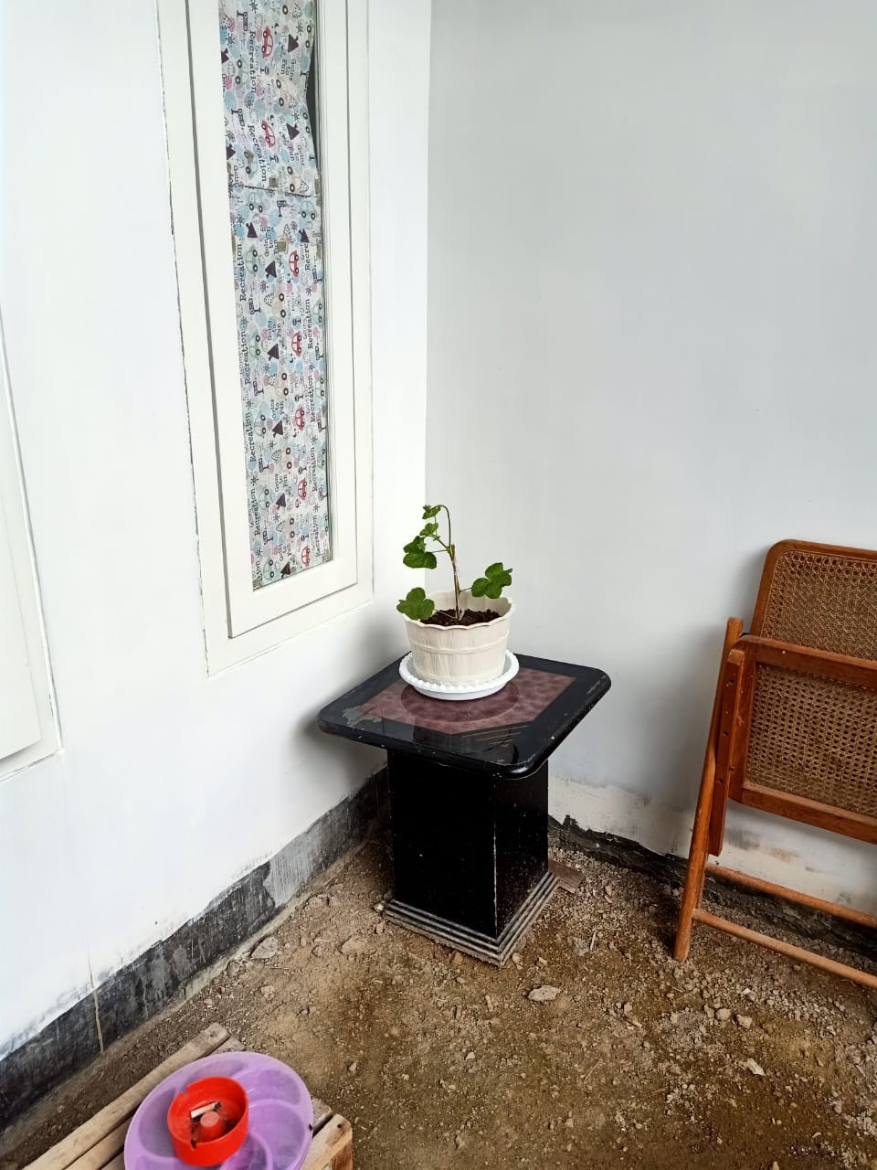Tanaman Hias Geranium Merah Putih Pink Salem