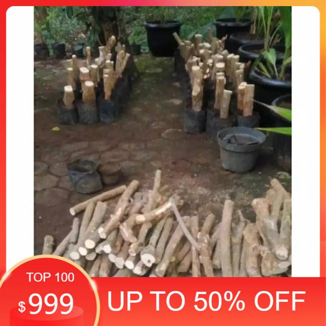 New Batang Bonggol Stek Bunga Bougenville Untuk Bonsai Bugenvile