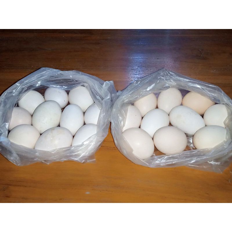 

Telur Ayam Kampung