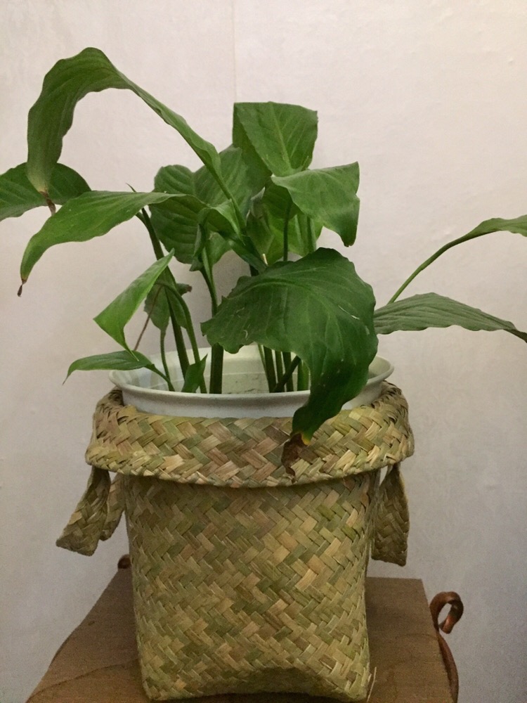 Keranjang Tanaman Ukuran 20 Cm