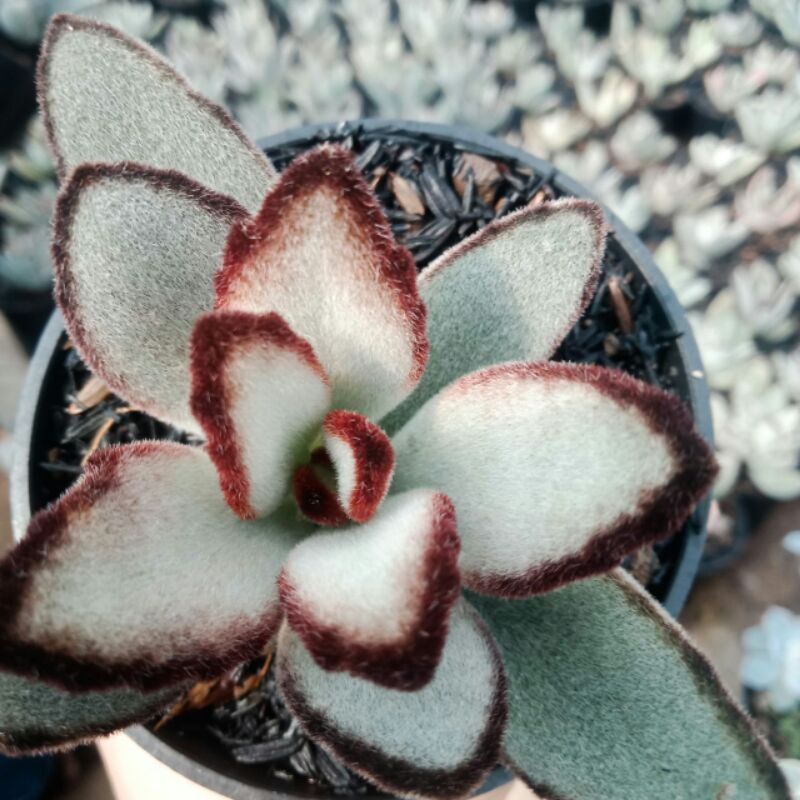 

Kalanchoe