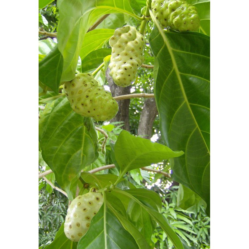

Daun Mengkudu