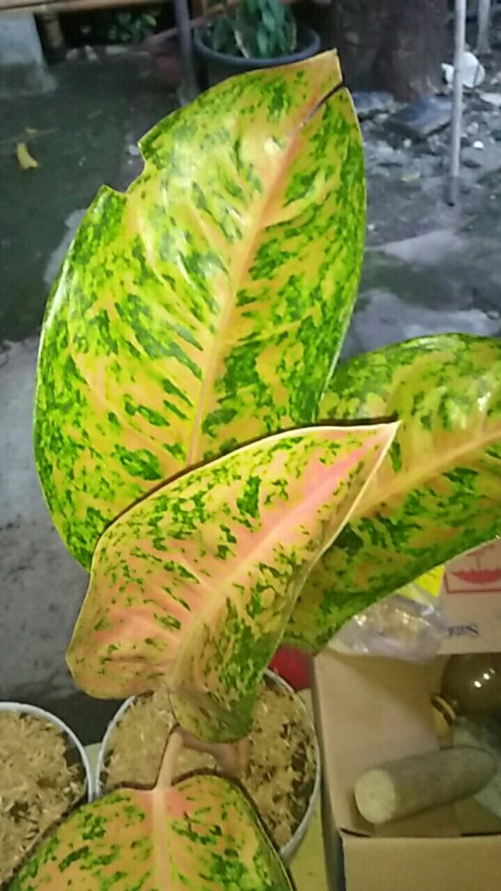 Aglonema Big Roy / Lulaiwan Ukuran Besar / Tananaman Hias Big Roy