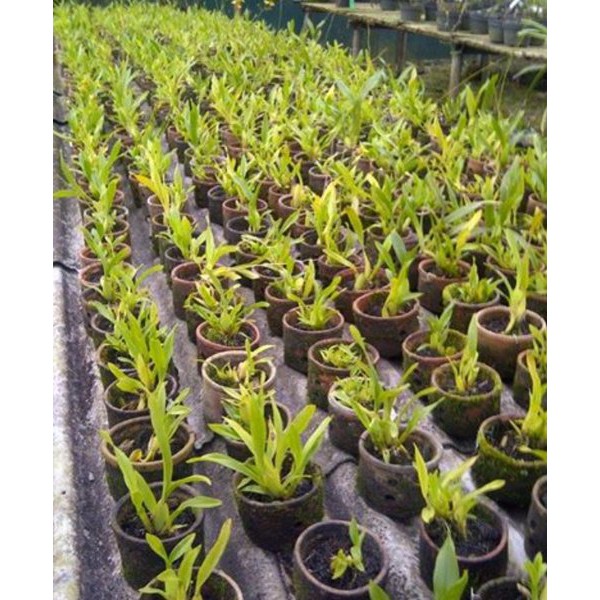 Bibit Anggrek Hutan Anggrek Liar