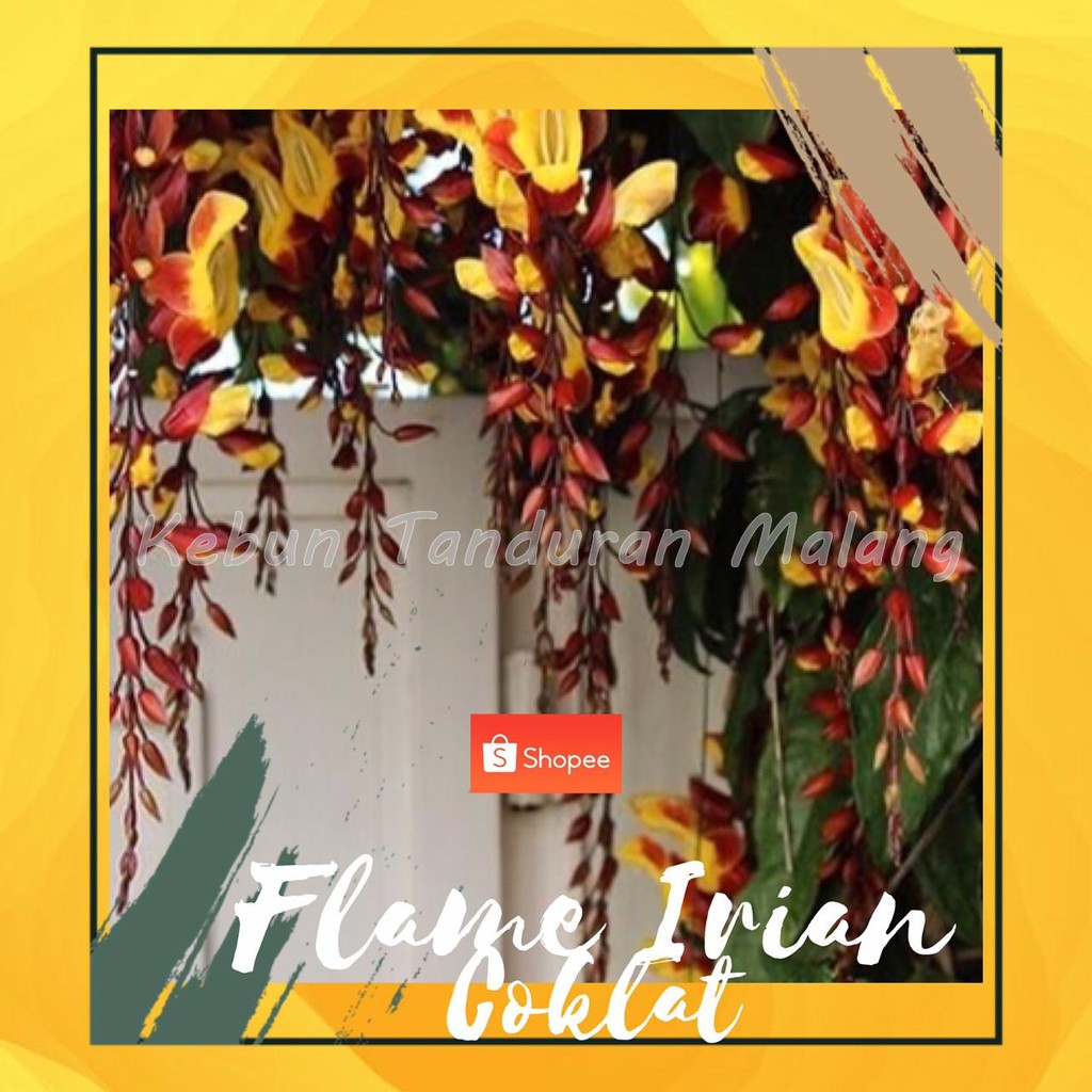 Tanaman Flame Irian Coklat Berkualitas