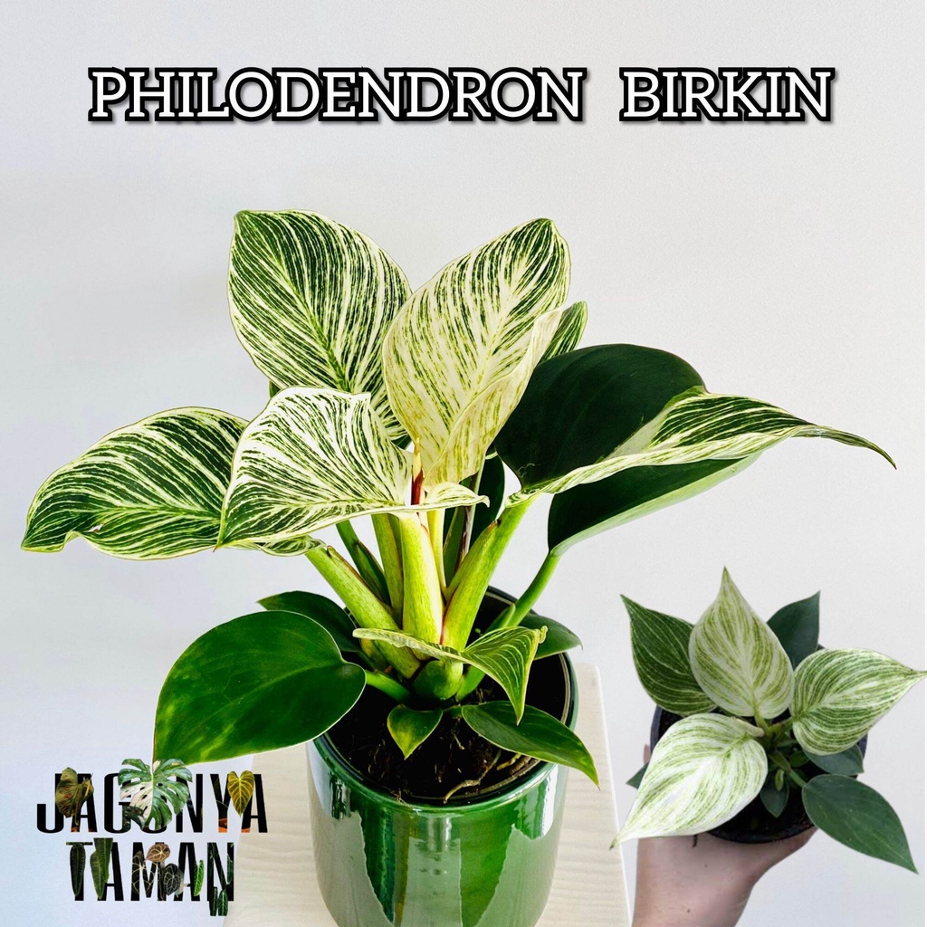 TANAMAN HIAS PHILODENDRON BIRKIN / TANAMAN PHILO BIRKIN