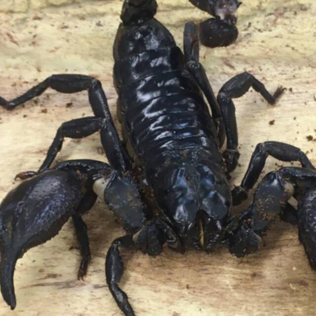 Asian forest scorpion