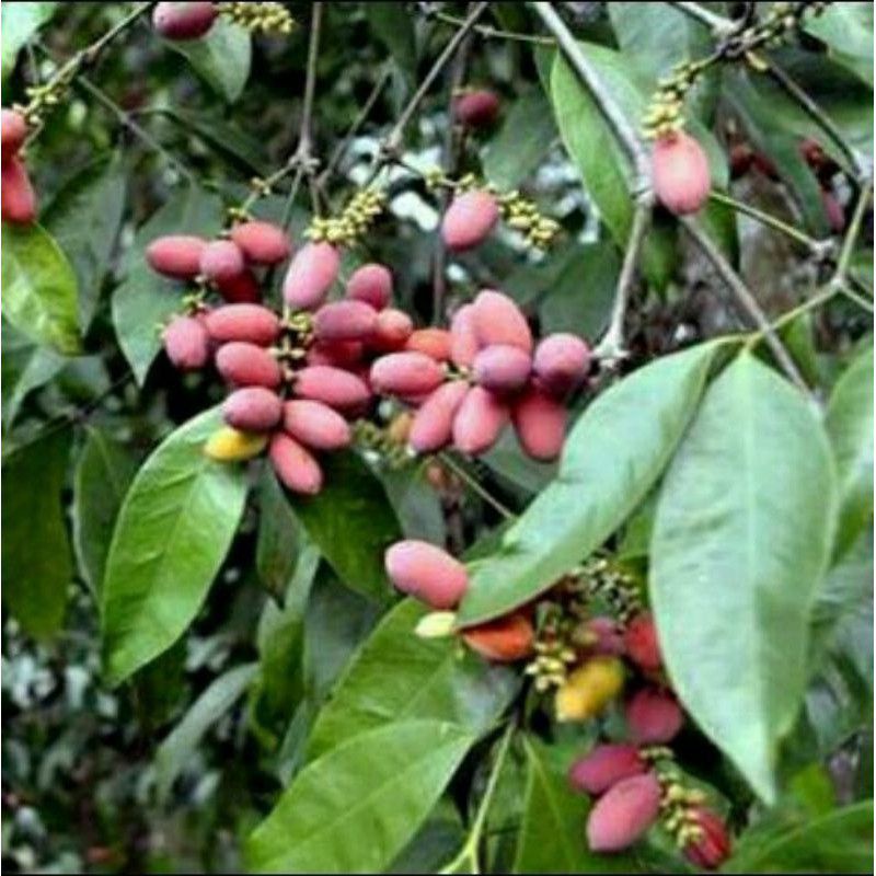

BIJI MELINJO/TANGKIL / FRESH GNETUM GNEMON PER 250 Gr SAYURAN SEGAR