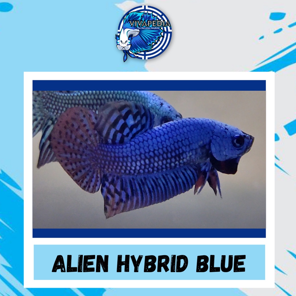 ikan cupang alam wild betta alien hybrid blue