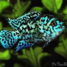 

Ikan Cichlid EBJD (Electrik Blue Jack Dempsy)