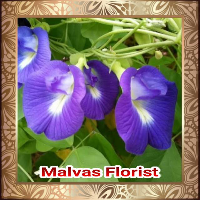 Tanaman hias -bibit bunga rambat telang