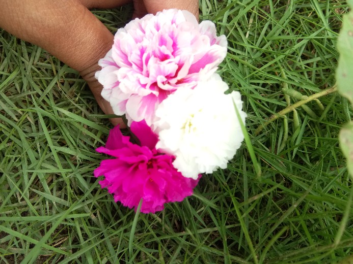 Obat Pertanian Gen-20 Merupakan Catalys Pembasmi Klaper Dan Wereng