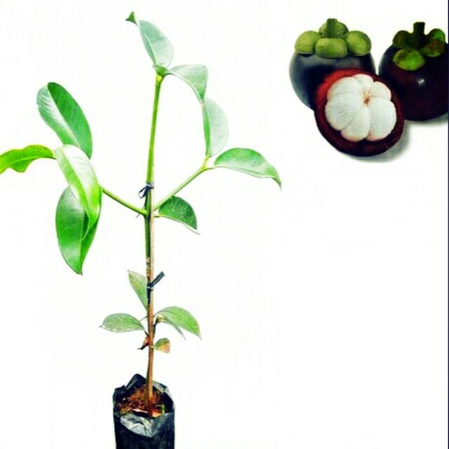 bibit buah manggis wanayasa