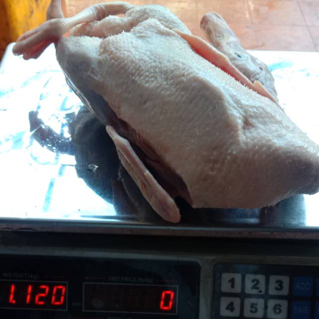 

Daging bebek murah 1,1 kg