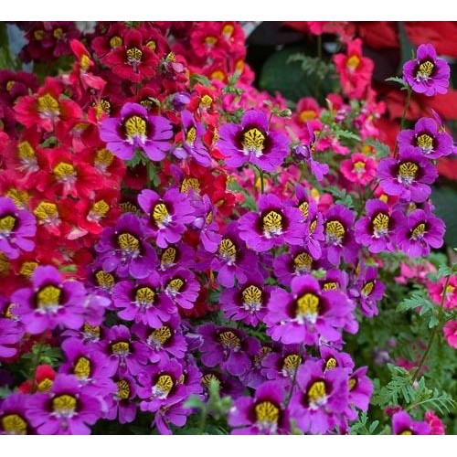 Benih Bibit Biji - Bunga Schizanthus Angel Wings Mixed Flower Seeds - IMPORT