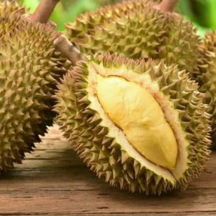 Bibit tanaman buah durian kanyao asli Thailand