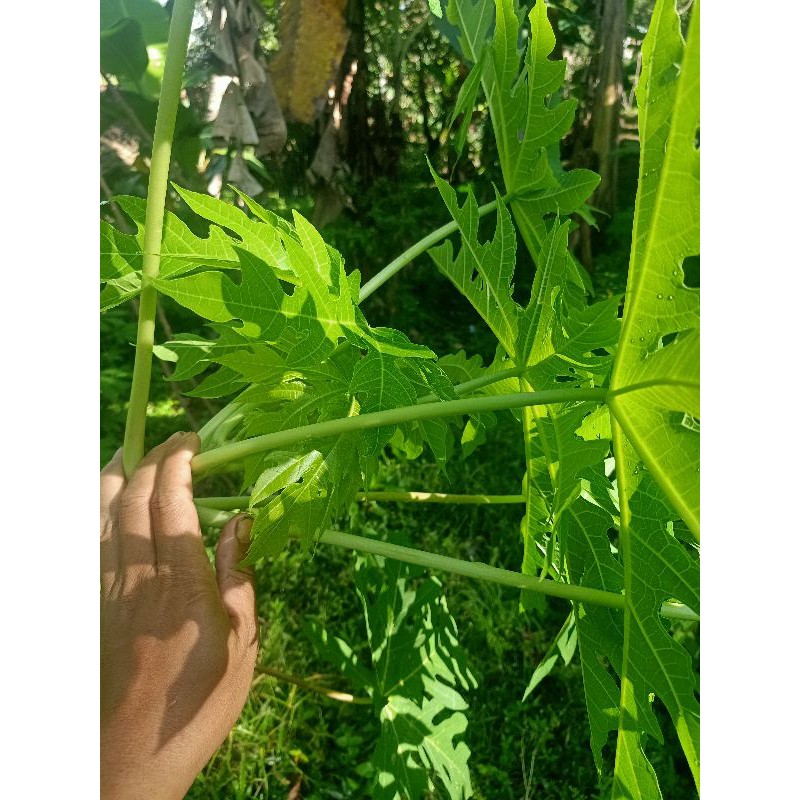 

Daun pepaya muda 1 kg segar