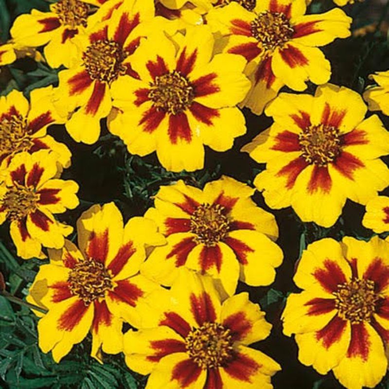 

Bunga Marigold Dainty Marietta Import