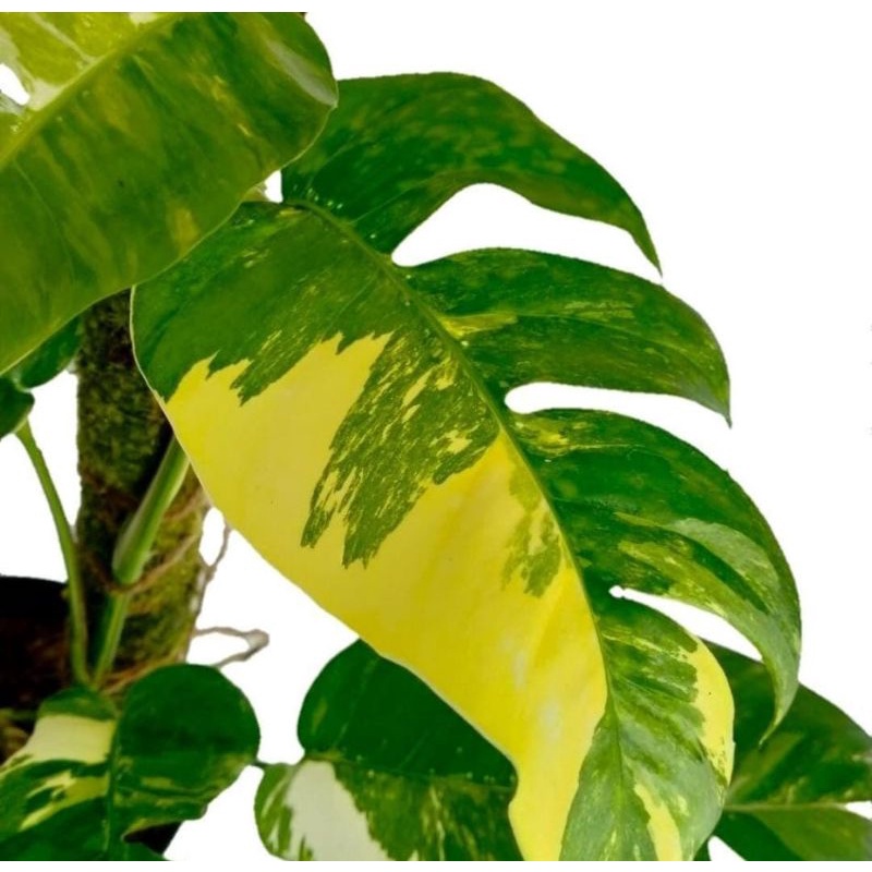 ekor naga varigata kuning