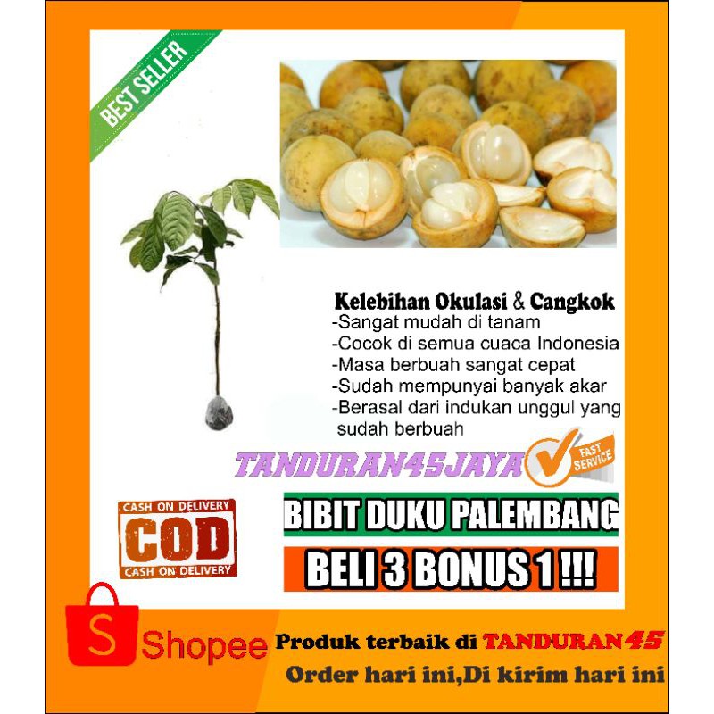Bibit tanaman duku palembang/bibit duku/bibit duku palembang