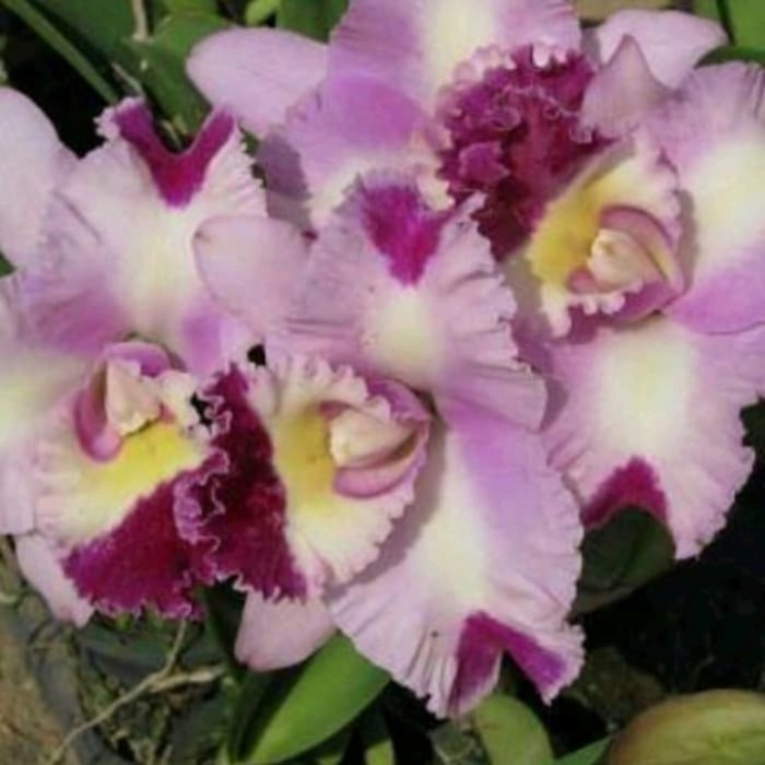 Pohon Anggrek Cattleya Dewasa Bunga Pink Combinasi Siap Spike